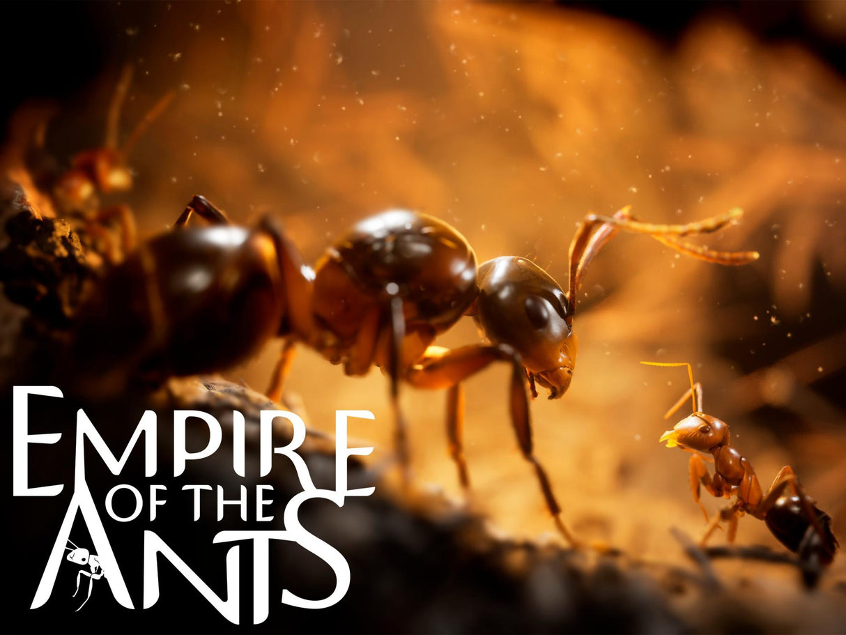 Empire of the Ants Microids