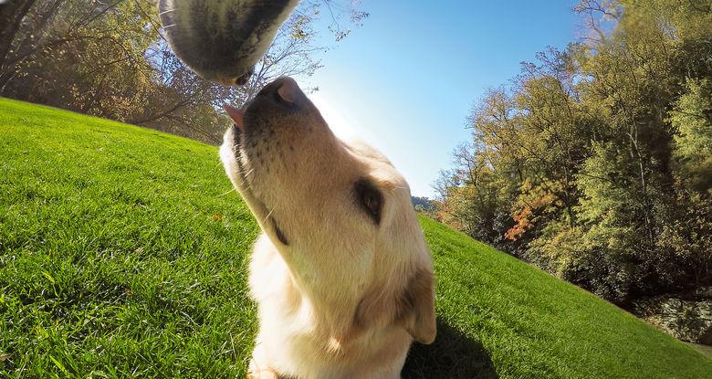 GoPro - Fetch GoPro
