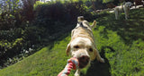 GoPro - Fetch GoPro