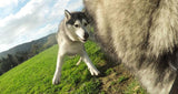 GoPro - Fetch GoPro