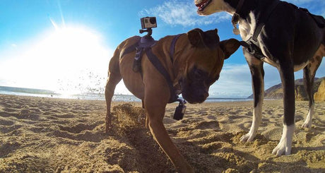 GoPro - Fetch GoPro