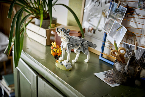 LEGO Creator 3-i-1 31393 – Skovens dyr: Grå ulv – ulv og naturtilbehør udstillet ved et vindue